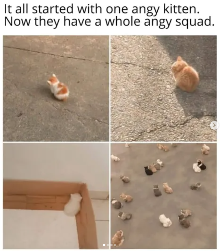 It all started with one angy kitten. Now they have a whole angy squad.