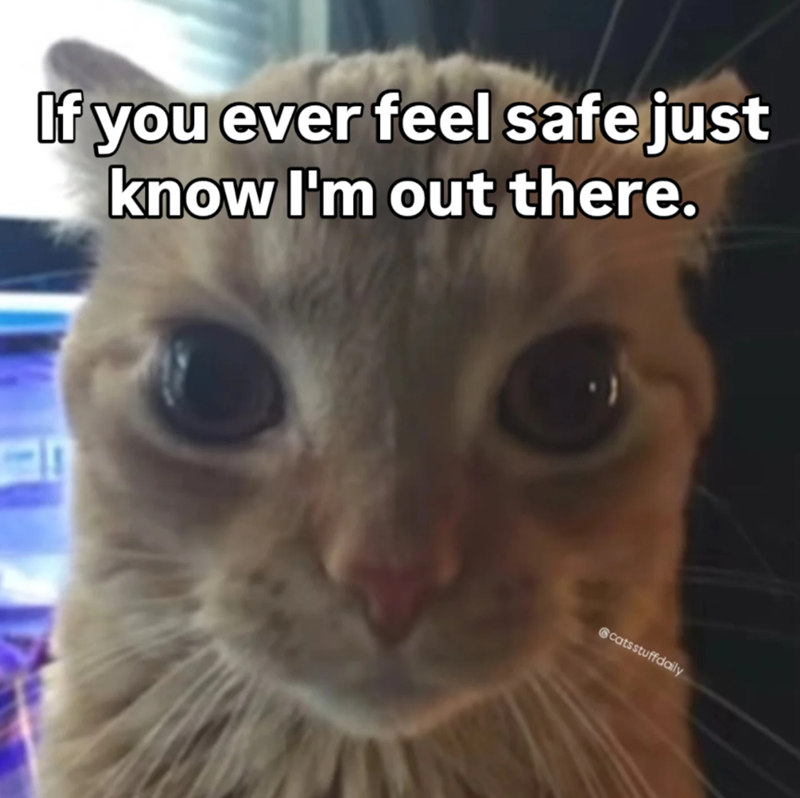 If you ever feel safe just know I'm out there. catsstuffdaily