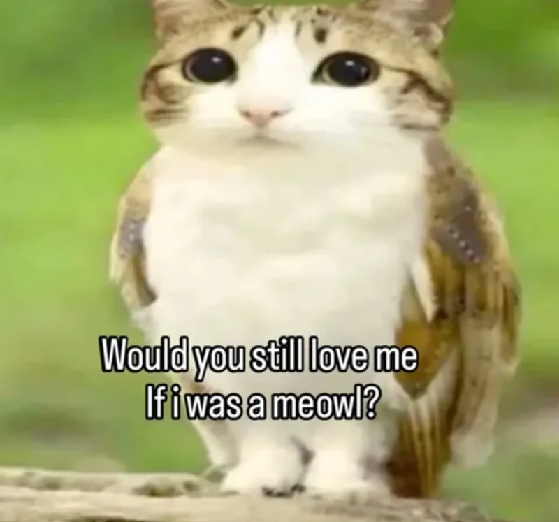 Would you still love me If i was a meowl?