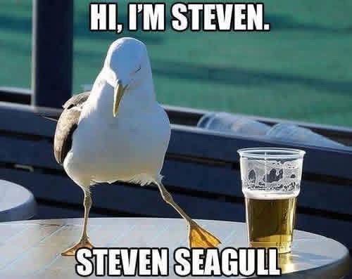 HI, I'M STEVEN. STEVEN SEAGULL
