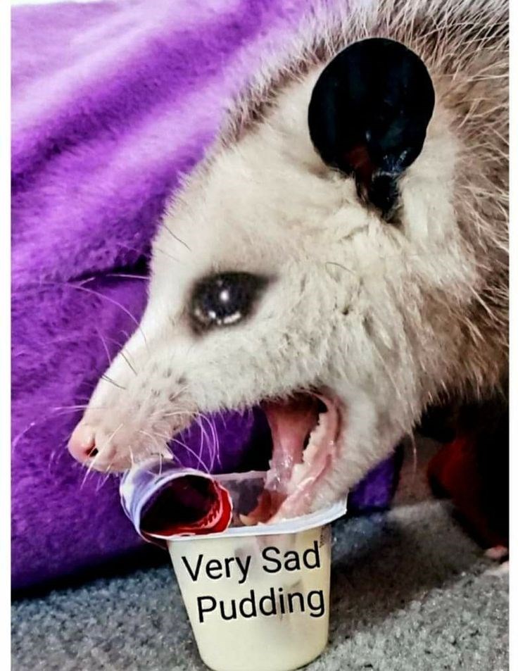 Very Sad Pudding