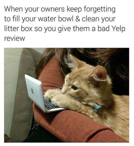 When your owners keep forgetting to fill your water bowl & clean your litter box so you give them a bad Yelp review @chaos.reigns