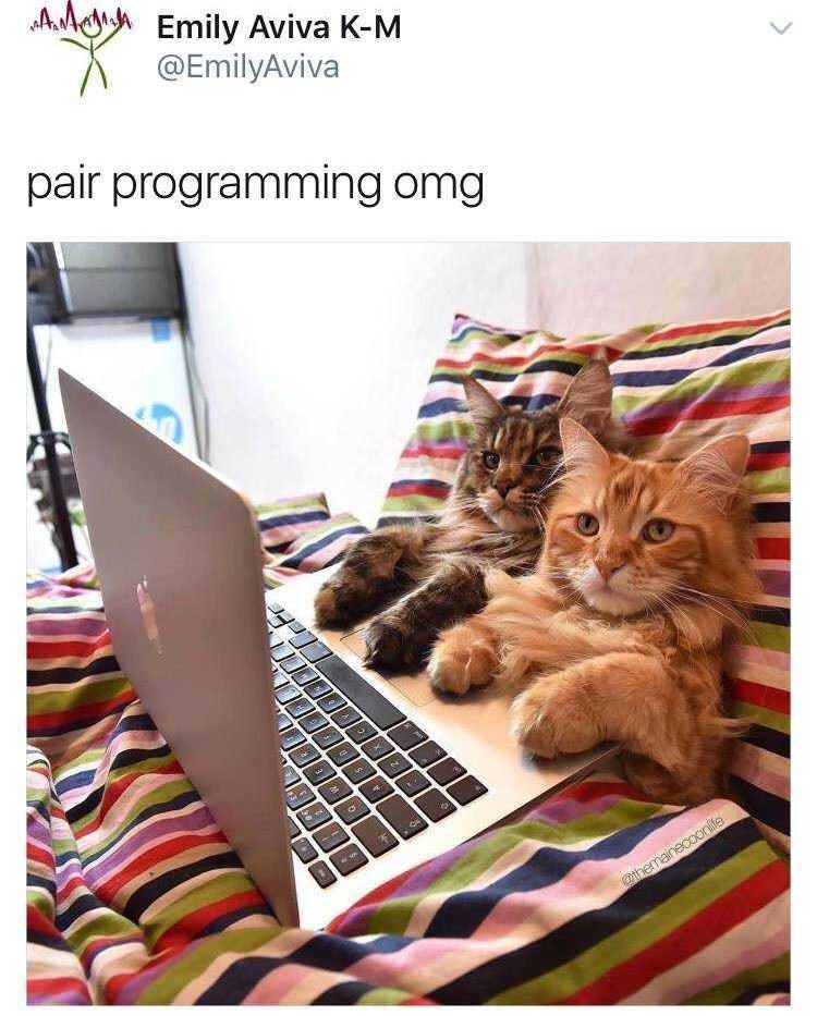 A Emily Aviva K-M @EmilyAviva pair programming omg 0 S @themainecoonlife