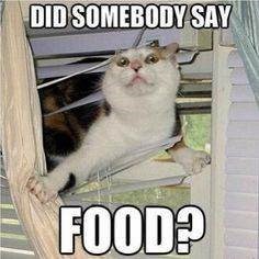 DID SOMEBODY SAY FOOD?