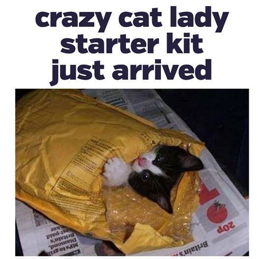 starter crazy cat lady kit just arrived 20p Britain's.. Elect MPs to grih Diamond, Britain's est-paid ker