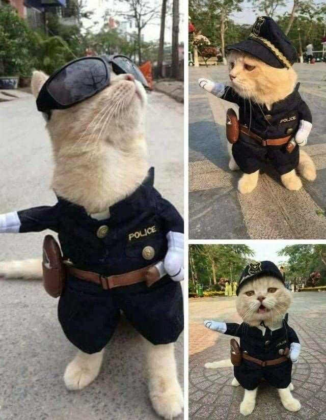 POLICE POLICE