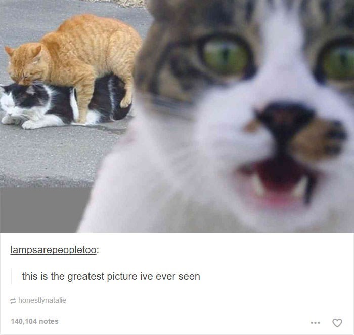 lampsarepeopletoo: this is the greatest picture ive ever seen honestlynatalie 140,104 notes