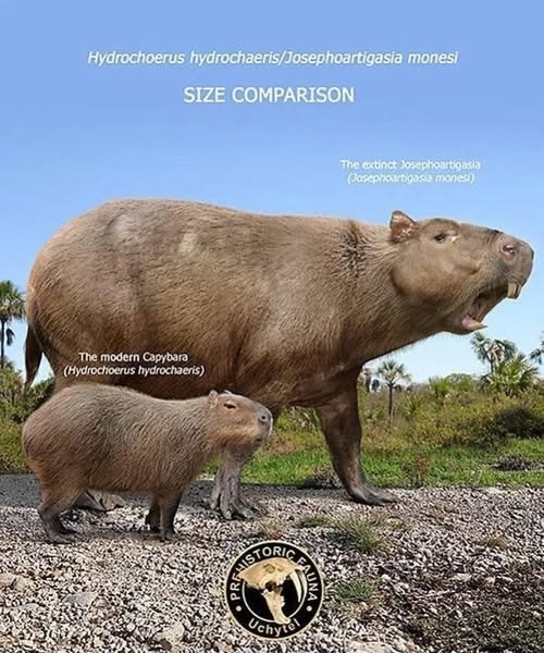 Hydrochoerus hydrochaeris/Josephoartigasia monesi SIZE COMPARISON The modern Capybara (Hydrochoerus hydrochaeris) HISTORI Uchyte FAUNA The extinct Josephoartigasia (Josephoartigasia monesi)