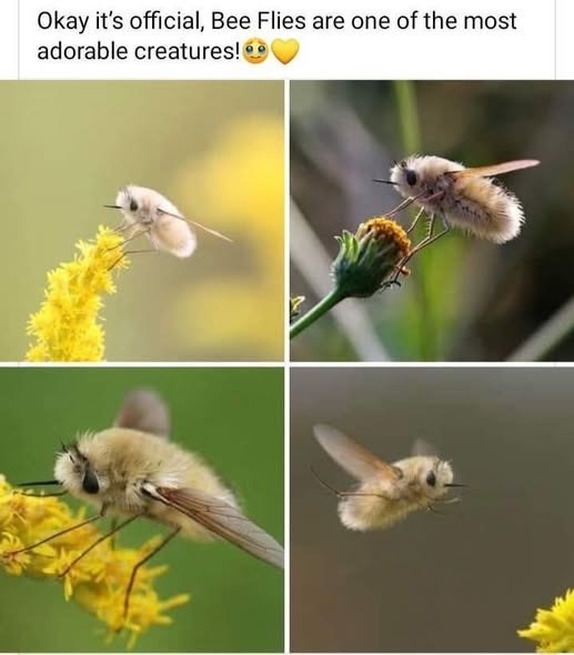 Okay it's official, Bee Flies are one of the most adorable creatures!⚫