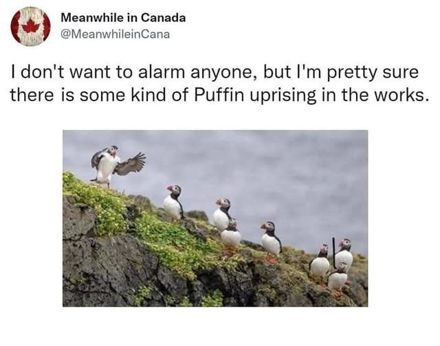 Meanwhile in Canada @Meanwhilein Cana I don't want to alarm anyone, but I'm pretty sure there is some kind of Puffin uprising in the works.