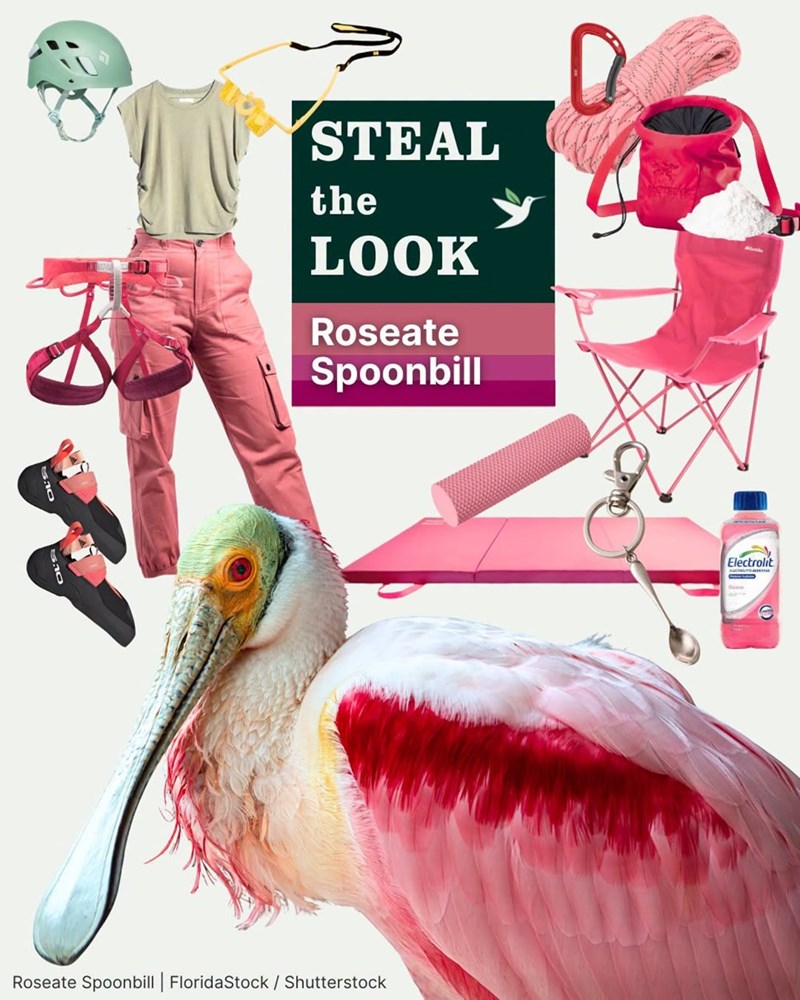 STEAL the LOOK Roseate Spoonbill 0 Roseate Spoonbill | FloridaStock /Shutterstock Electrolit