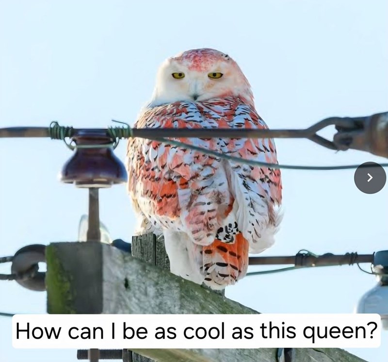 How can I be as cool as this queen?