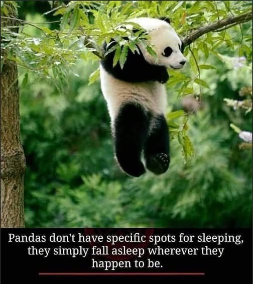 Pandas don't have specific spots for sleeping, they simply fall asleep wherever they happen to be.