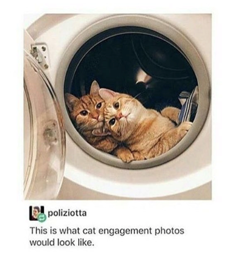 poliziotta This is what cat engagement photos would look like.