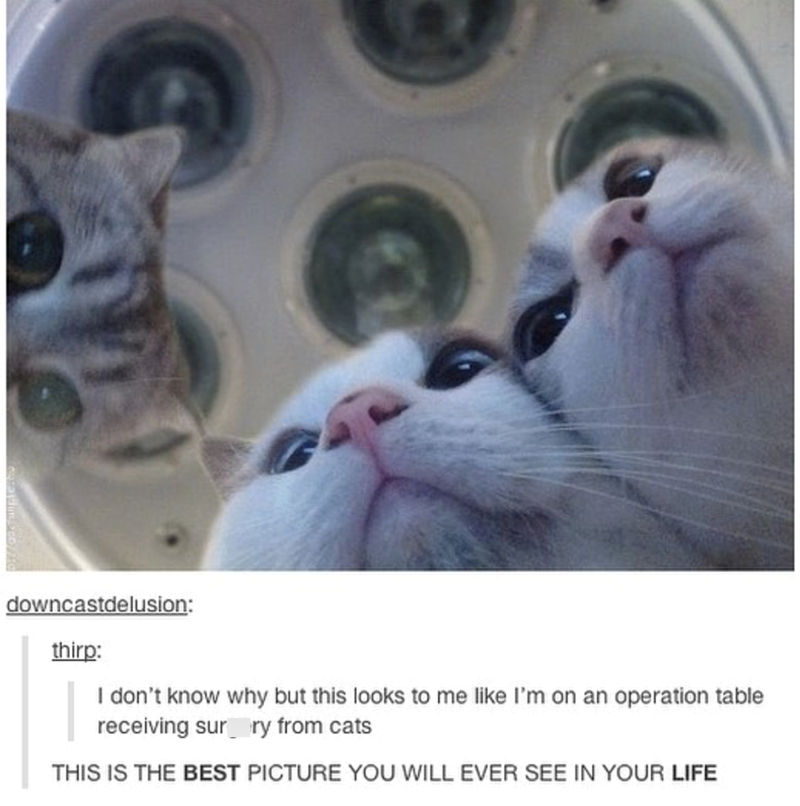 downcastdelusion: thirp: I don't know why but this looks to me like I'm on an operation table receiving surry from cats THIS IS THE BEST PICTURE YOU WILL EVER SEE IN YOUR LIFE