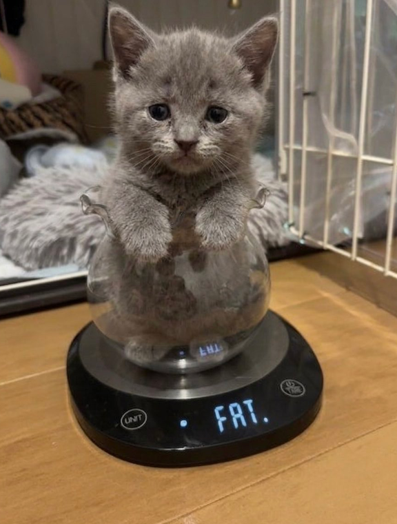LHI UNIT FAT.