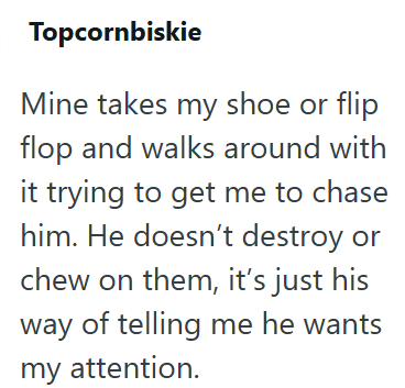 Topcornbiskie Mine takes my shoe or flip flop and walks around with it trying to get me to chase him. He doesn't destroy or chew on them, it's just his way of telling me he wants my attention.