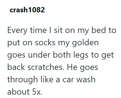 crash 1082 Every time I sit on my bed to put on socks my golden goes under both legs to get back scratches. He goes through like a car wash about 5x.