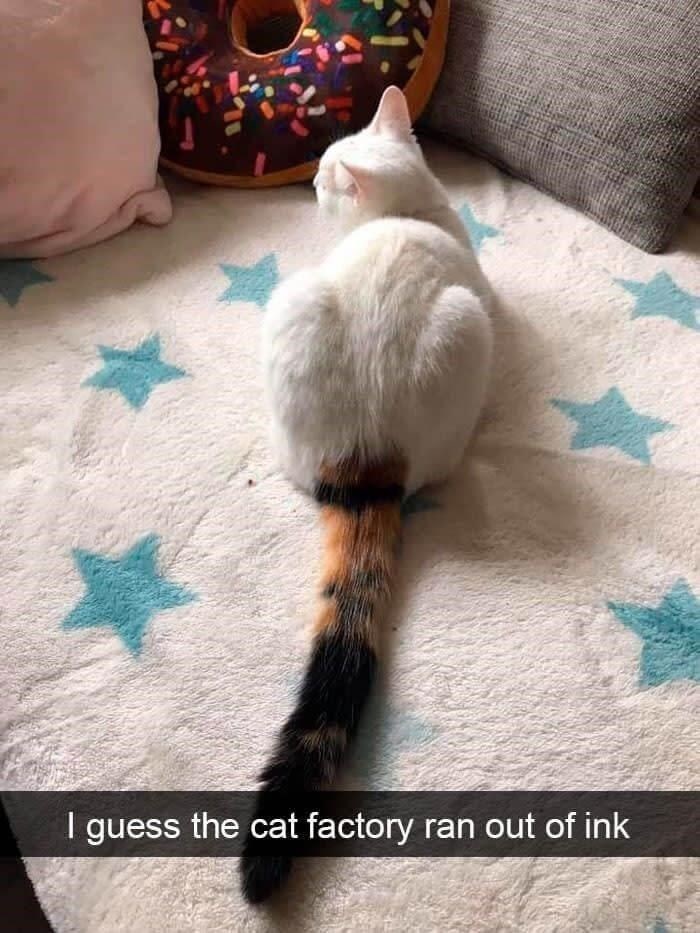 I guess the cat factory ran out of ink