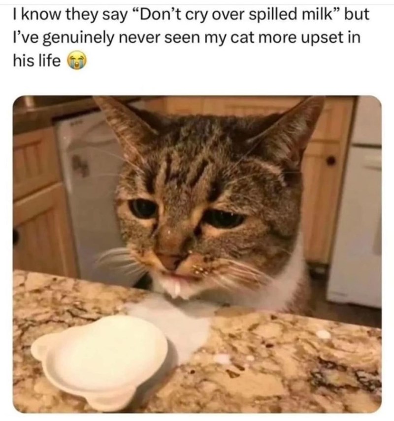 I know they say "Don't cry over spilled milk" but I've genuinely never seen my cat more upset in his life