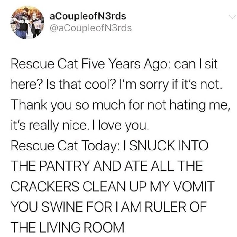 aCoupleofN3rds @aCoupleofN3rds Rescue Cat Five Years Ago: can I sit here? Is that cool? I'm sorry if it's not. Thank you so much for not hating me, it's really nice. I love you. Rescue Cat Today: I SNUCK INTO THE PANTRY AND ATE ALL THE CRACKERS CLEAN UP MY VOMIT YOU SWINE FOR I AM RULER OF THE LIVING ROOM