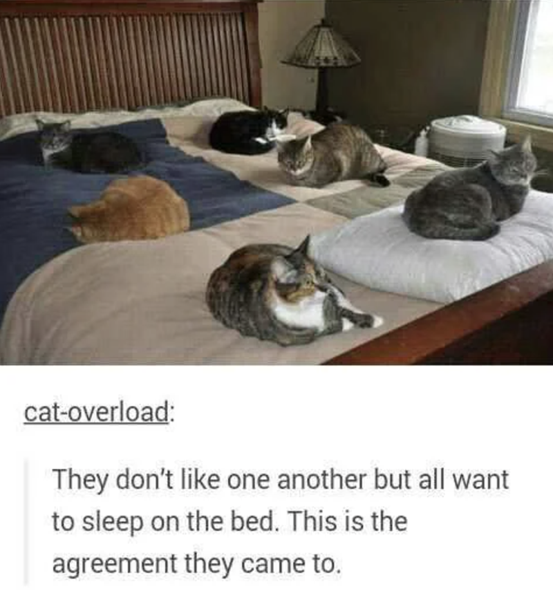 cat-overload: They don't like one another but all want to sleep on the bed. This is the agreement they came to.