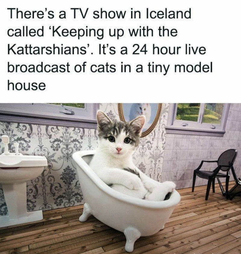 There's a TV show in Iceland called 'Keeping up with the Kattarshians'. It's a 24 hour live broadcast of cats in a tiny model house