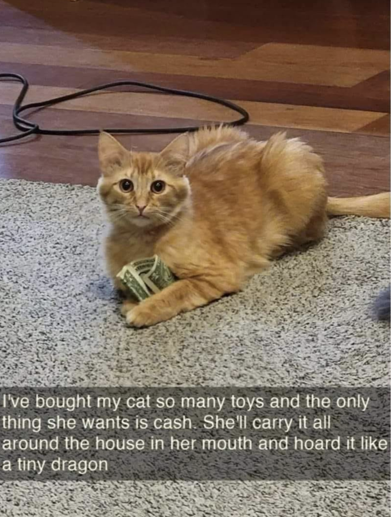 I've bought my cat so many toys and the only thing she wants is cash. She'll carry it all around the house in her mouth and hoard it like a tiny dragon