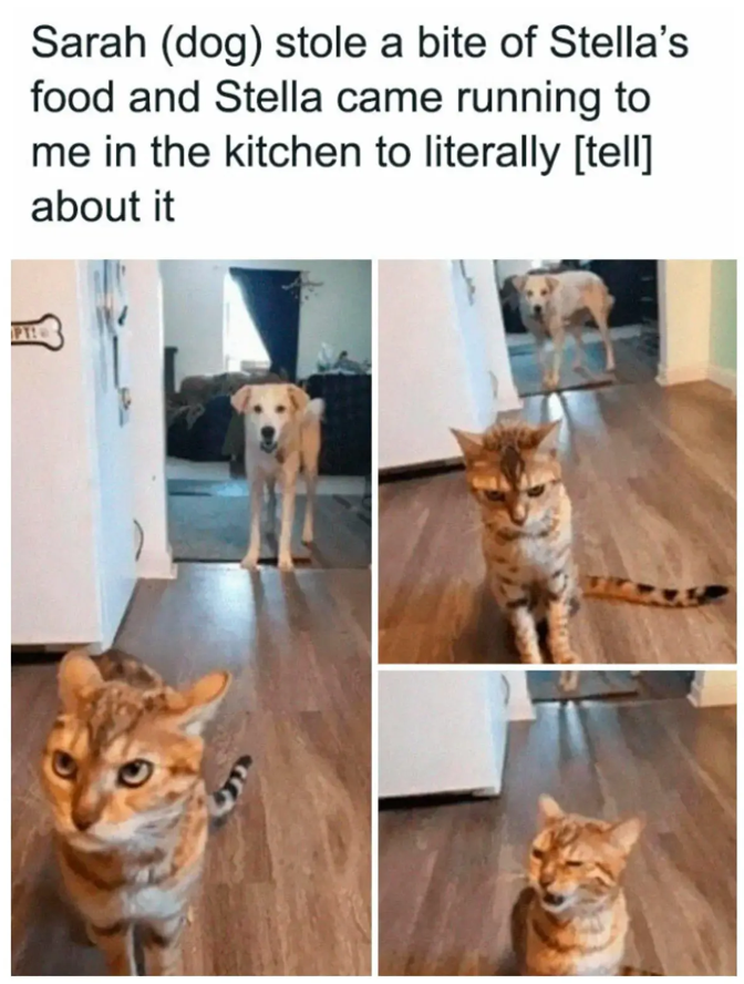 PT! Sarah (dog) stole a bite of Stella's food and Stella came running to me in the kitchen to literally [tell] about it