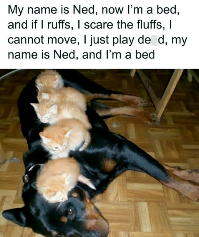 My name is Ned, now I'm a bed, and if I ruffs, I scare the fluffs, I cannot move, I just play de d, my name is Ned, and I'm a bed
