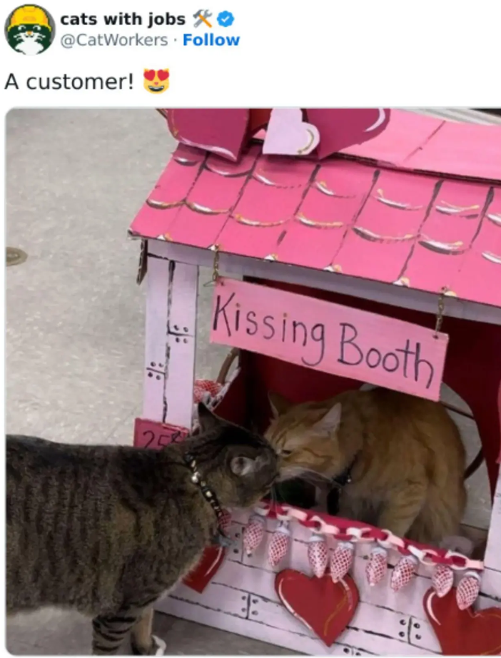 cats with jobs @CatWorkers Follow A customer! 88 Kissing Booth 25 88