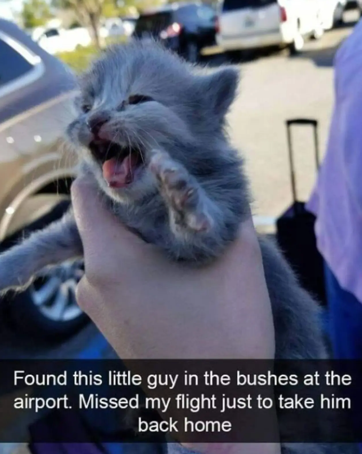 Found this little guy in the bushes at the airport. Missed my flight just to take him back home