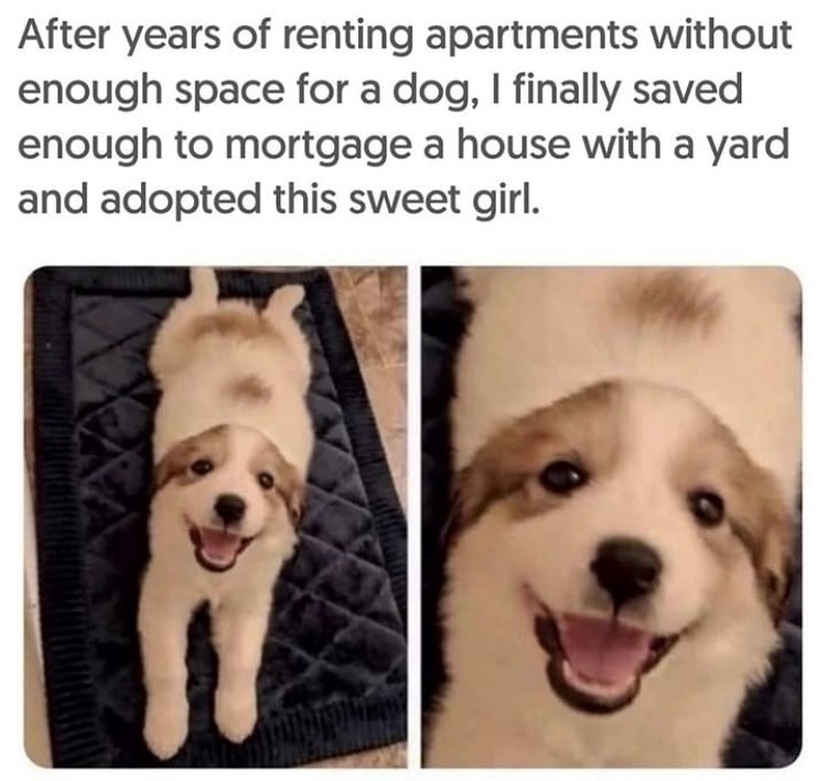 After years of renting apartments without enough space for a dog, I finally saved enough to mortgage a house with a yard and adopted this sweet girl.