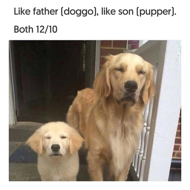 Like father [doggo), like son (pupper). Both 12/10