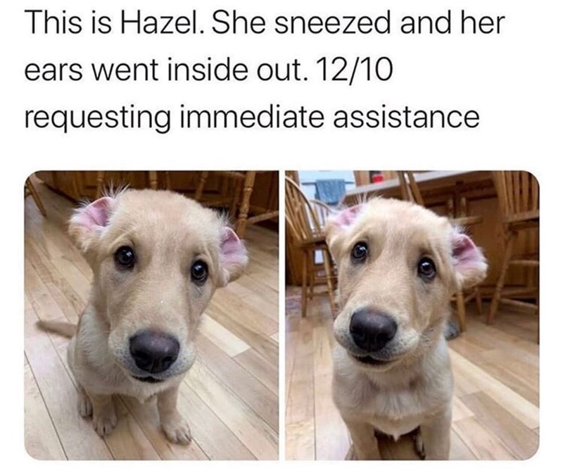 This is Hazel. She sneezed and her ears went inside out. 12/10 requesting immediate assistance