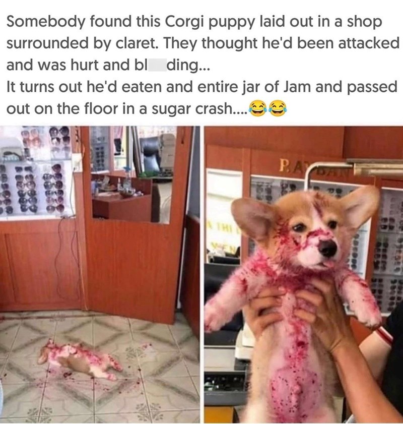 Somebody found this Corgi puppy laid out in a shop surrounded by claret. They thought he'd been attacked and was hurt and bl ding... It turns out he'd eaten and entire jar of Jam and passed out on the floor in a sugar crash.... THI PAYDAN