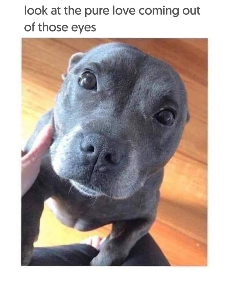 look at the pure love coming out of those eyes