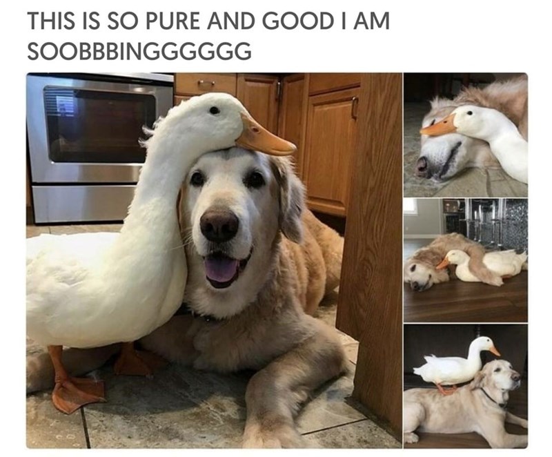 THIS IS SO PURE AND GOOD I AM SOOBBBINGGGGGG