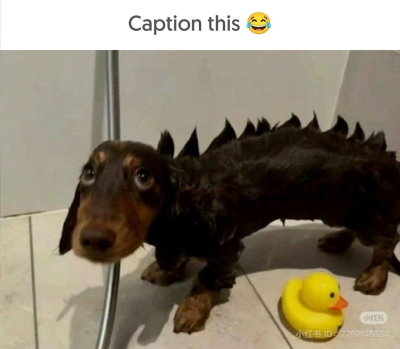 Caption this 小红书 JT ID: 7797146334