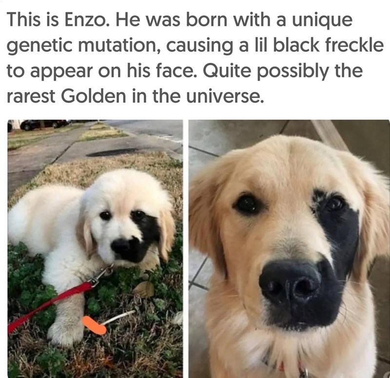 This is Enzo. He was born with a unique genetic mutation, causing a lil black freckle to appear on his face. Quite possibly the rarest Golden in the universe.