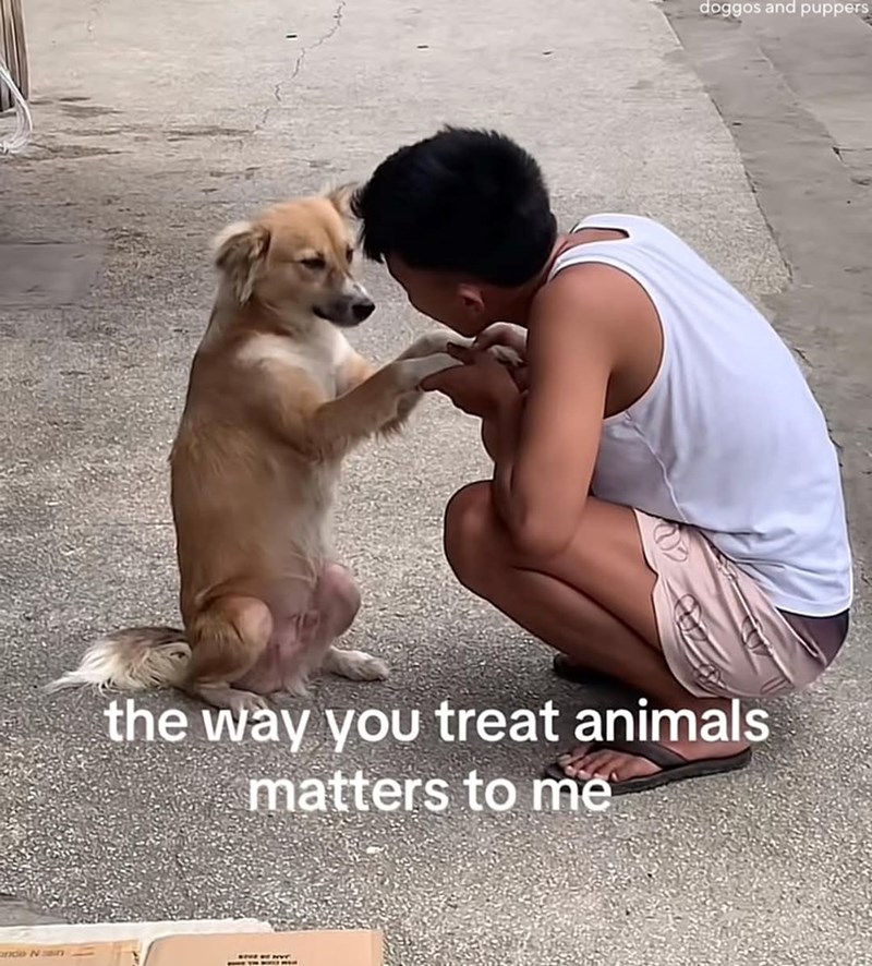 ande Na doggos and puppers the way you treat animals matters to me