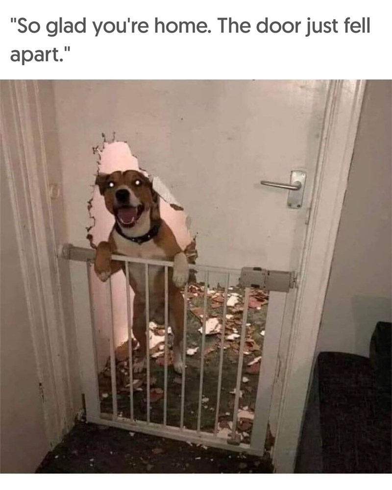 "So glad you're home. The door just fell apart."