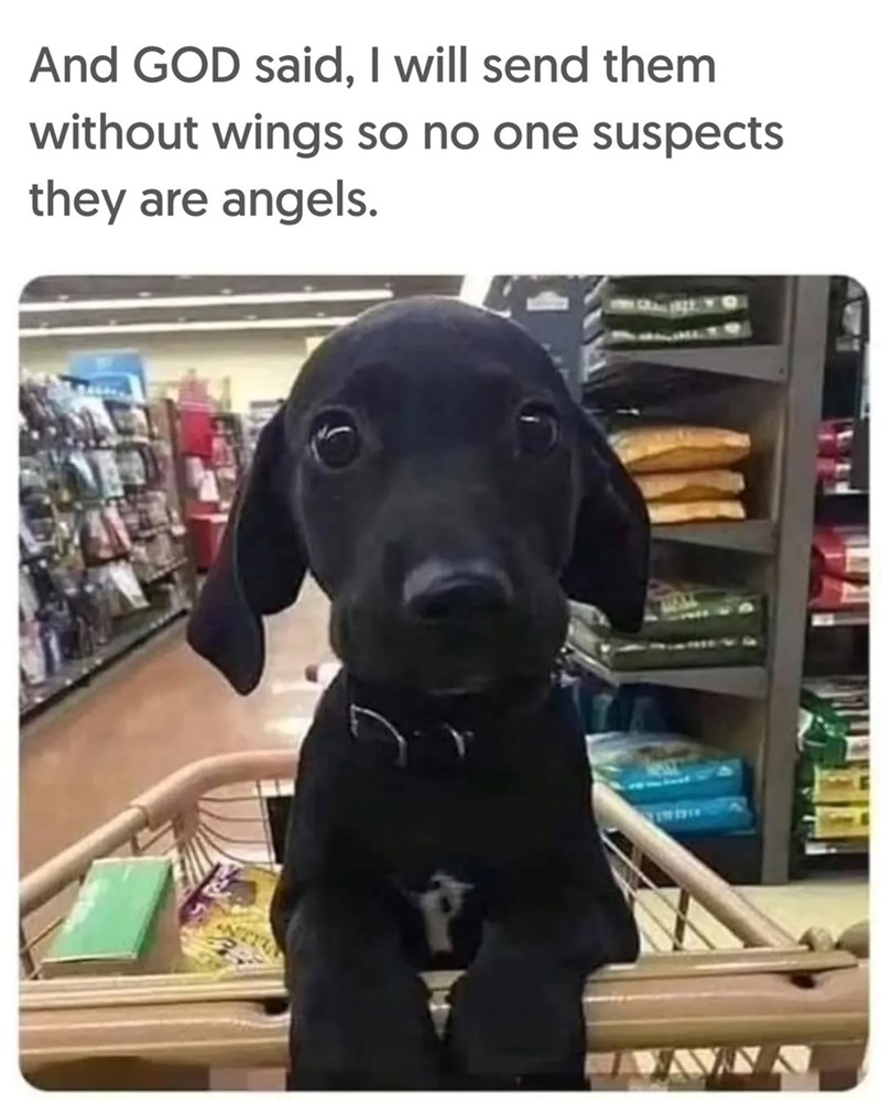 And GOD said, I will send them without wings so no one suspects they are angels.