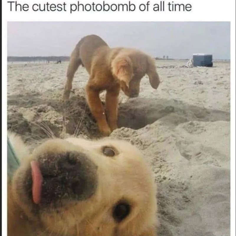 The cutest photobomb of all time