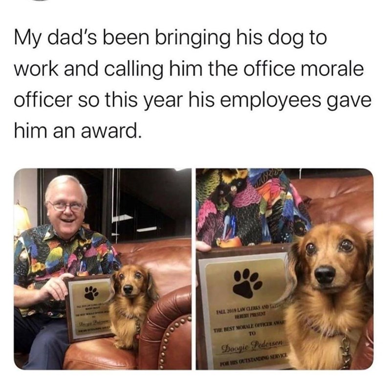 My dad's been bringing his dog to work and calling him the office morale officer so this year his employees gave him an award. FALL 2019 LAW CLERKS AND LA HEREBY PRESENT THE BEST MORALE OFFICER AWA TO Doogie Pedersen FOR HIS OUTSTANDING SERVICE