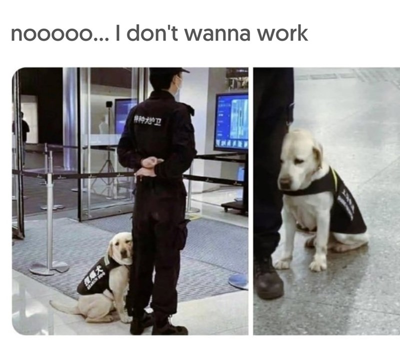nooooo... I don't wanna work 特种大护卫