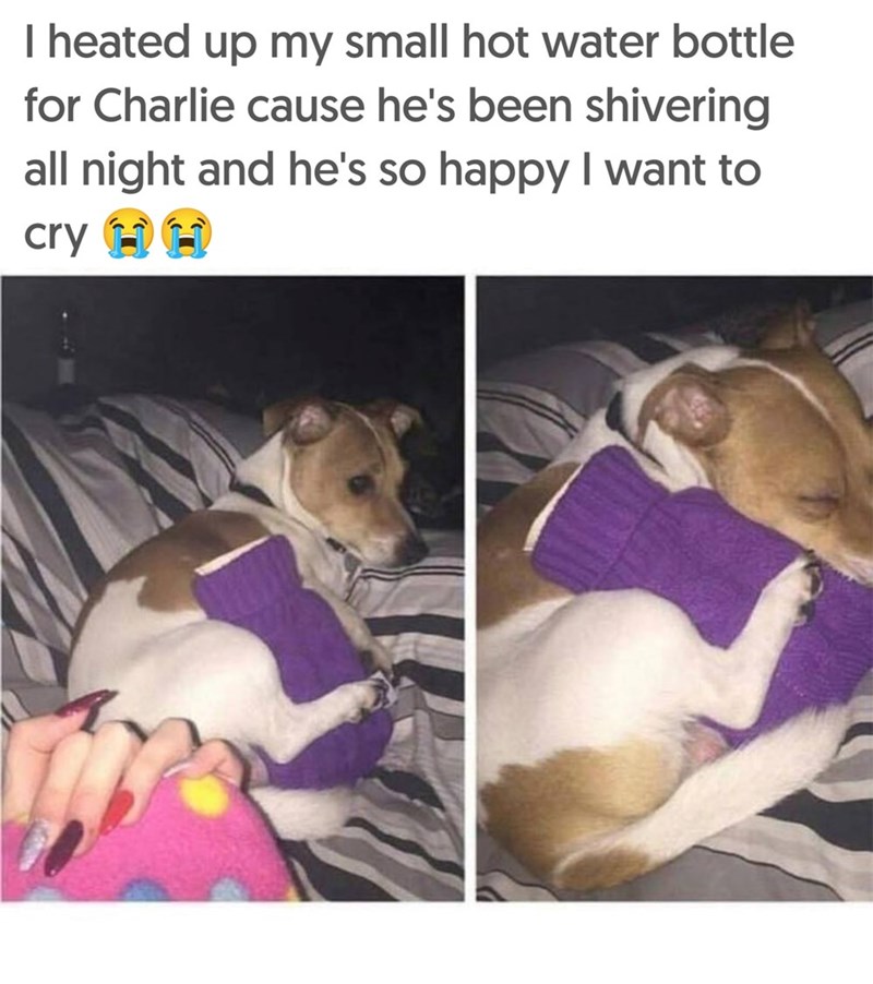 I heated up my small hot water bottle for Charlie cause he's been shivering all night and he's so happy I want to cry