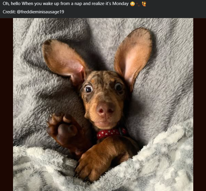 Oh, hello When you wake up from a nap and realize it's Monday Credit: @freddieminisausage19