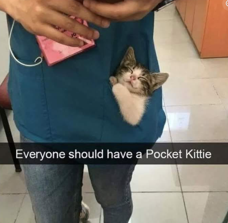Everyone should have a Pocket Kittie