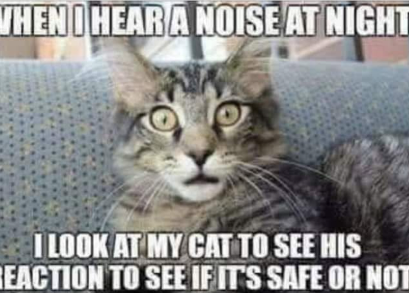 WHEN HEAR A NOISE AT NIGHT I LOOK AT MY CAT TO SEE HIS REACTION TO SEE IF IT'S SAFE OR NOT